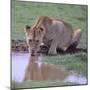 Lion Drinking from Watering Hole-DLILLC-Mounted Photographic Print