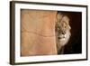 Lion Emerging-captive-Steve Gadomski-Framed Photographic Print