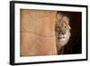 Lion Emerging-captive-Steve Gadomski-Framed Photographic Print