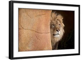 Lion Emerging-captive-Steve Gadomski-Framed Photographic Print