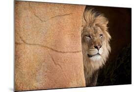 Lion Emerging-captive-Steve Gadomski-Mounted Photographic Print