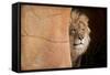 Lion Emerging-captive-Steve Gadomski-Framed Stretched Canvas