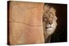 Lion Emerging-captive-Steve Gadomski-Stretched Canvas