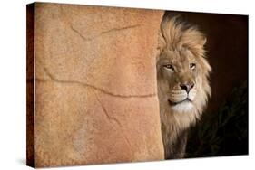 Lion Emerging-captive-Steve Gadomski-Stretched Canvas