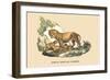 Lion et Lionne d'Afrique-E.f. Noel-Framed Art Print