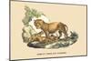 Lion et Lionne d'Afrique-E.f. Noel-Mounted Art Print