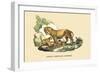 Lion et Lionne d'Afrique-E.f. Noel-Framed Art Print