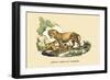 Lion et Lionne d'Afrique-E.f. Noel-Framed Premium Giclee Print