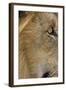 Lion eye-David Hosking-Framed Photographic Print