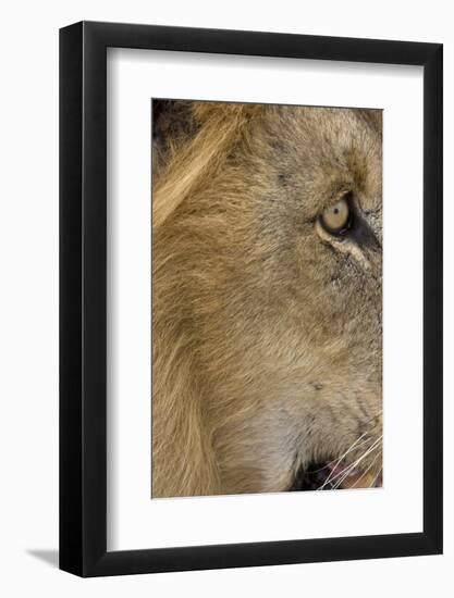 Lion eye-David Hosking-Framed Photographic Print