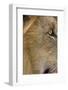 Lion eye-David Hosking-Framed Photographic Print