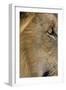 Lion eye-David Hosking-Framed Photographic Print