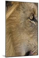 Lion eye-David Hosking-Mounted Photographic Print