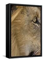 Lion eye-David Hosking-Framed Stretched Canvas