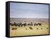 Lion Family Looking at a Herd of Zebras in a Field, Ngorongoro Crater, Ngorongoro, Tanzania-null-Framed Stretched Canvas