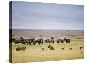 Lion Family Looking at a Herd of Zebras in a Field, Ngorongoro Crater, Ngorongoro, Tanzania-null-Stretched Canvas