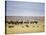 Lion Family Looking at a Herd of Zebras in a Field, Ngorongoro Crater, Ngorongoro, Tanzania-null-Stretched Canvas