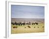 Lion Family Looking at a Herd of Zebras in a Field, Ngorongoro Crater, Ngorongoro, Tanzania-null-Framed Photographic Print