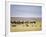 Lion Family Looking at a Herd of Zebras in a Field, Ngorongoro Crater, Ngorongoro, Tanzania-null-Framed Photographic Print