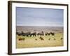 Lion Family Looking at a Herd of Zebras in a Field, Ngorongoro Crater, Ngorongoro, Tanzania-null-Framed Photographic Print