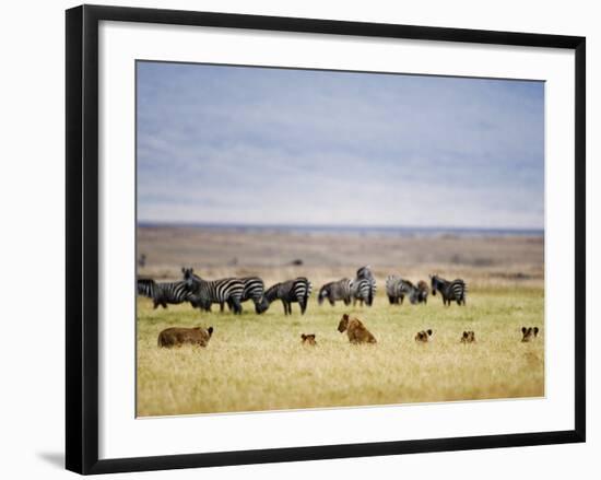 Lion Family Looking at a Herd of Zebras in a Field, Ngorongoro Crater, Ngorongoro, Tanzania-null-Framed Photographic Print