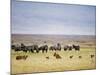 Lion Family Looking at a Herd of Zebras in a Field, Ngorongoro Crater, Ngorongoro, Tanzania-null-Mounted Photographic Print