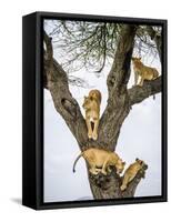 Lion family resting in tree, Serengeti, Tanzania-Sandesh Kadur-Framed Stretched Canvas