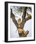 Lion family resting in tree, Serengeti, Tanzania-Sandesh Kadur-Framed Photographic Print