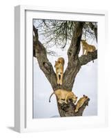 Lion family resting in tree, Serengeti, Tanzania-Sandesh Kadur-Framed Photographic Print