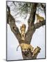 Lion family resting in tree, Serengeti, Tanzania-Sandesh Kadur-Mounted Photographic Print