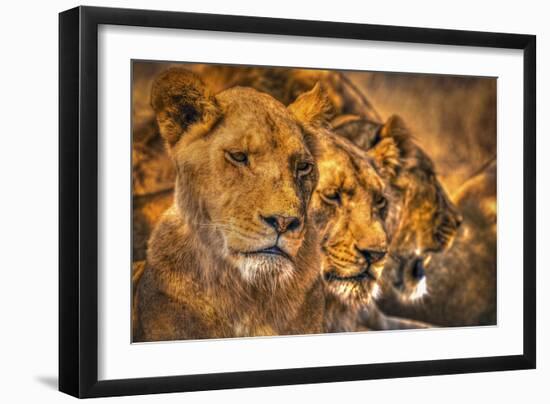 Lion Family-Lantern Press-Framed Art Print