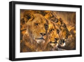 Lion Family-Lantern Press-Framed Art Print