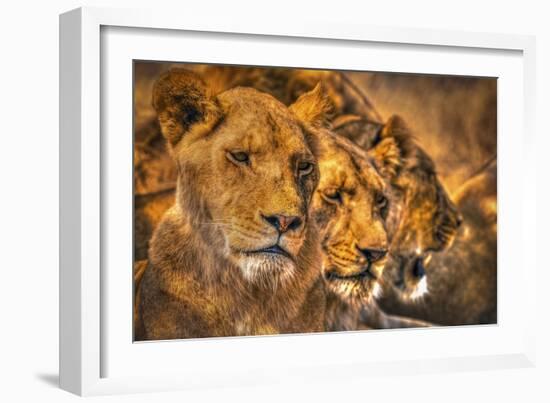 Lion Family-Lantern Press-Framed Art Print