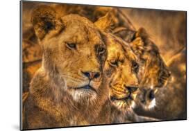 Lion Family-Lantern Press-Mounted Art Print