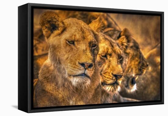 Lion Family-Lantern Press-Framed Stretched Canvas