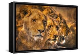 Lion Family-Lantern Press-Framed Stretched Canvas
