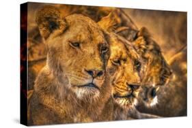Lion Family-Lantern Press-Stretched Canvas