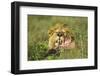Lion Feeding on Wildebeest-null-Framed Photographic Print