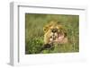 Lion Feeding on Wildebeest-null-Framed Photographic Print