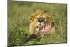 Lion Feeding on Wildebeest-null-Mounted Photographic Print