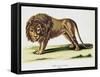 Lion (Felis Leo)-null-Framed Stretched Canvas