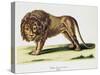 Lion (Felis Leo)-null-Stretched Canvas