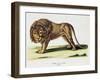 Lion (Felis Leo)-null-Framed Giclee Print
