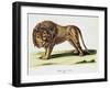 Lion (Felis Leo)-null-Framed Giclee Print