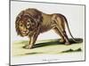 Lion (Felis Leo)-null-Mounted Giclee Print