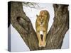 Lion female in fork of tree, Serengeti, Tanzania-Sandesh Kadur-Stretched Canvas