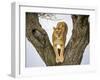 Lion female in fork of tree, Serengeti, Tanzania-Sandesh Kadur-Framed Photographic Print