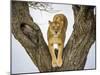 Lion female in fork of tree, Serengeti, Tanzania-Sandesh Kadur-Mounted Photographic Print