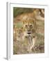 Lion, Female, Laikipia, Kenya-Tony Heald-Framed Photographic Print