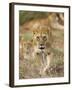 Lion, Female, Laikipia, Kenya-Tony Heald-Framed Photographic Print